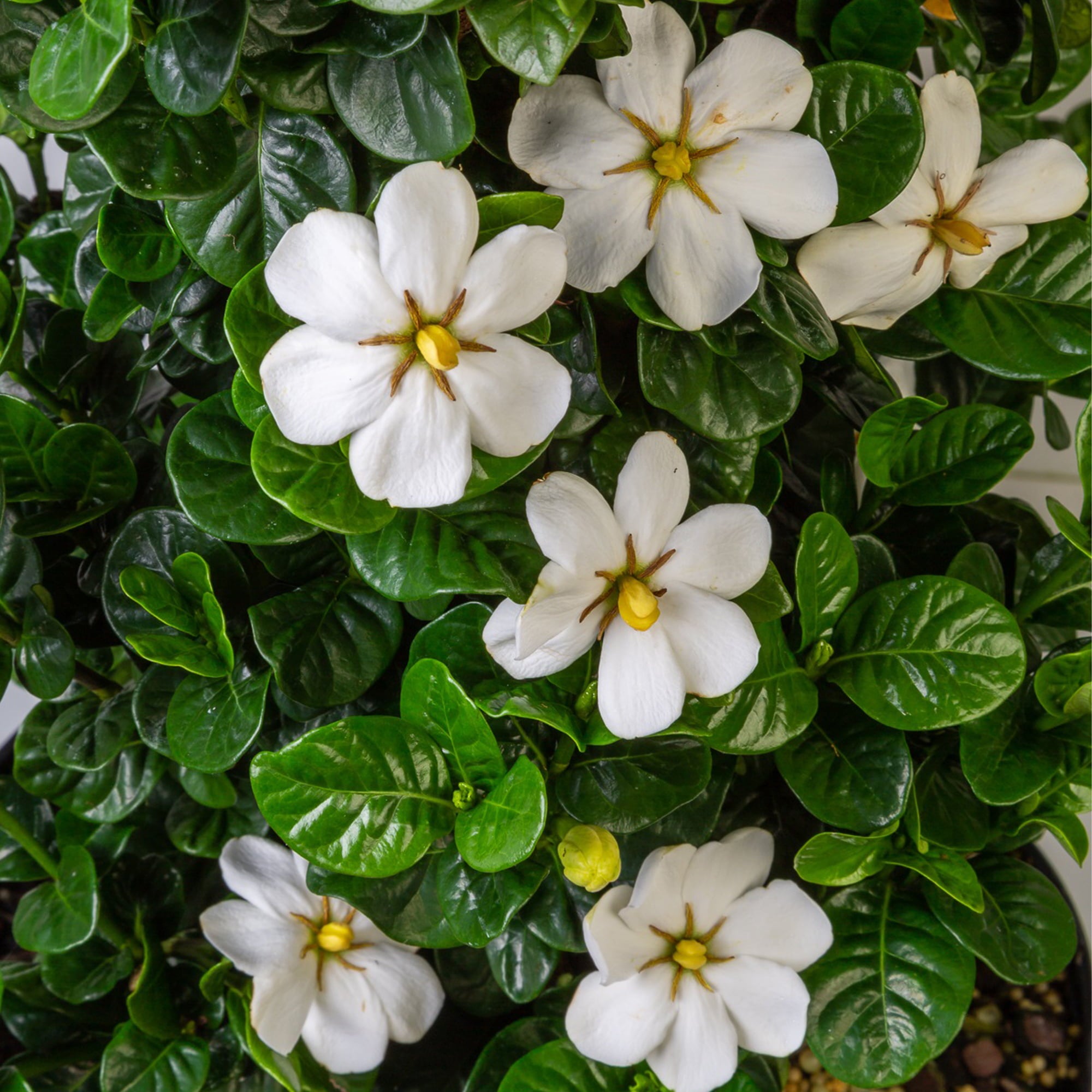 2 Gal Southern Living Gardenia Diamond Spire Live Shrubs