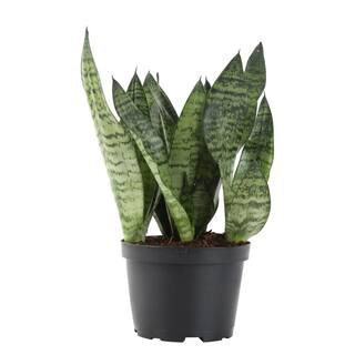 Costa Farms Grower's Choice Sansevieria Indoor Snake Plant in 6 in. Grower Pot Avg. Shipping Height 1-2 ft. Tall 6SANZ