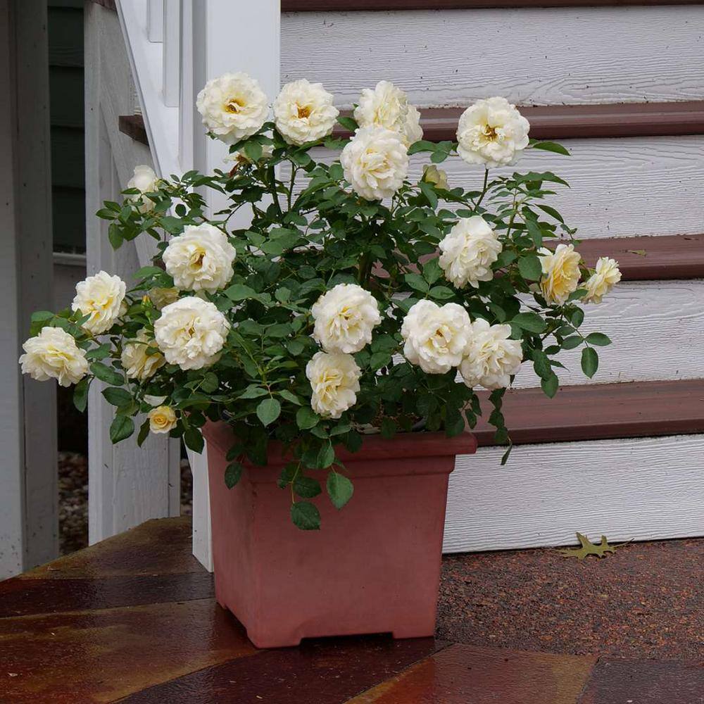 PROVEN WINNERS 4.5 in. Quart Reminiscent Crema Rose (Rosa) Live Plant Shrub White Flowers ROSPRC2217800