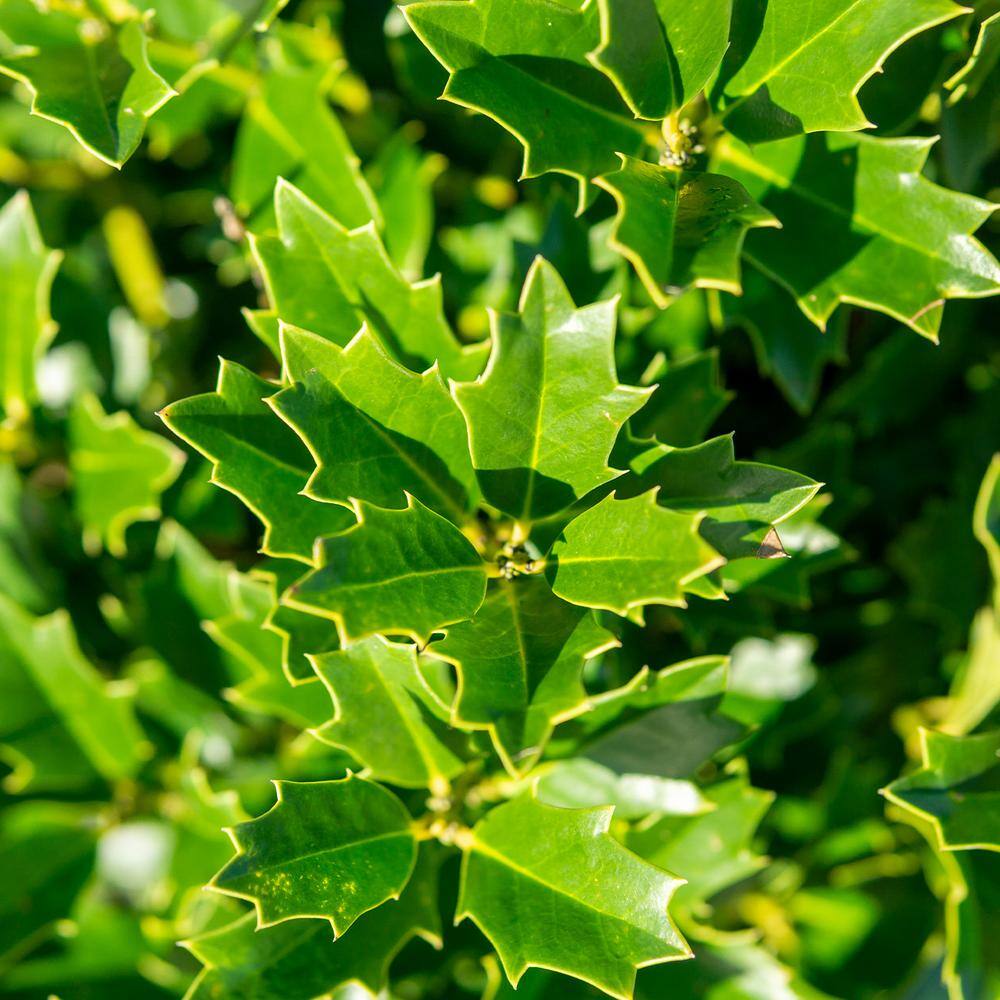 Perfect Plants 2-3 ft. Tall Oak Leaf Holly Shrub in Grower's Pot Bright Red Berries in Winter THD00541