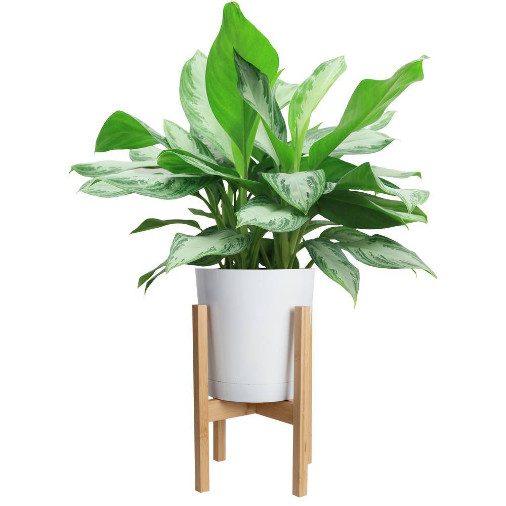 Costa Farms Aglaonema Chinese Evergreen Indoor Plant in 9.25 in. White Cylinder Pot and Stand Avg. Shipping Height 2-3 ft. Tall CO.AA10.3.CYL