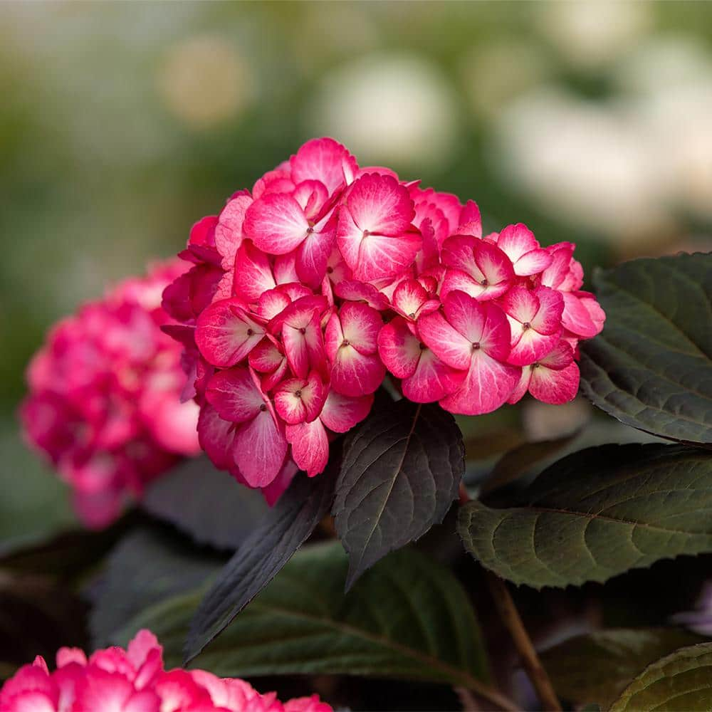 FIRST EDITIONS 2 Gal. Eclipse Hydrangea Shrub with Cranberry Flowers 17218