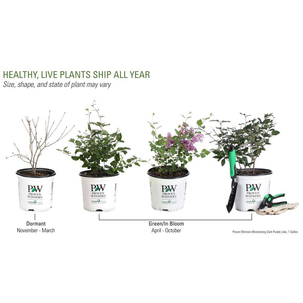 PROVEN WINNERS 1 Gal. Bloomerang Dark Purple Reblooming Lilac (Syringa) Live Shrub Purple Flowers SYRPRC1026101