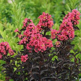 3 Gal. Coral Crape Myrtle Flowering Deciduous Tree with Coral Flowers CRMPWC03G