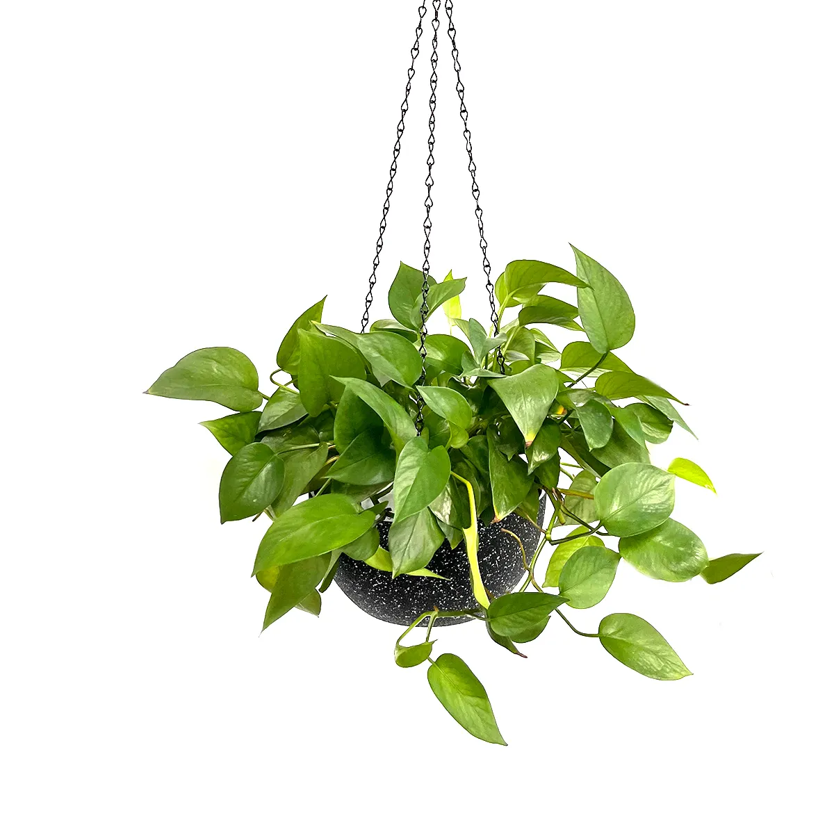 Pioneera Garden Supplies Manufacture Hanging Flower Pots Hanging Baskets Planter Decorative Wall Plastic Flower Pot