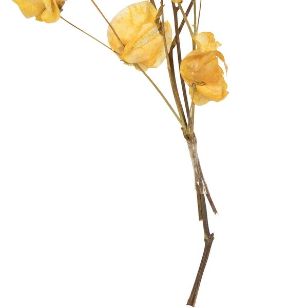 Vickerman 13.517 Aspen Gold Dried Cara Blossom Bundle，Preserved.