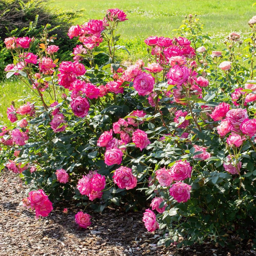 national PLANT NETWORK Bareroot Peppermint Pop Shrub Rose (2-Piece) HD1404