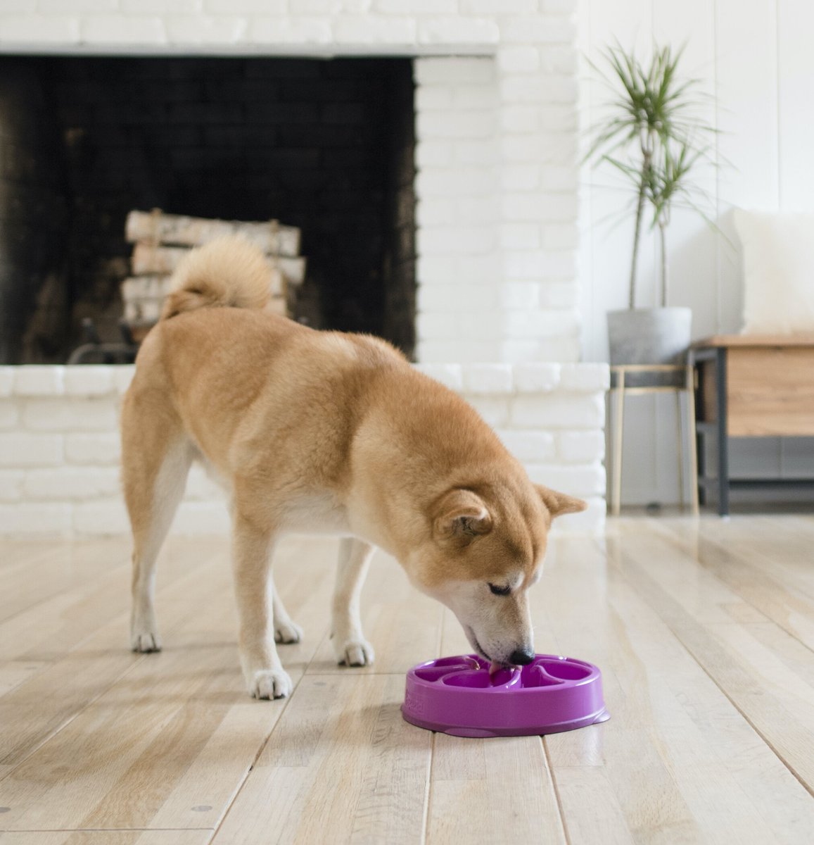 Outward Hound Fun Feeder Interactive Dog Bowl， Purple