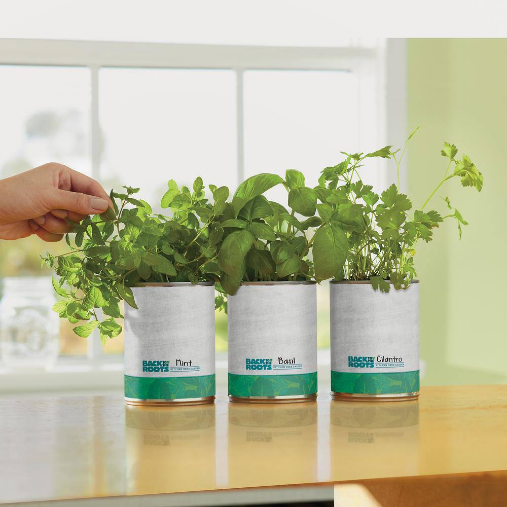 Back to the Roots BasilCilantroMint Grow Kit Herb Garden (3-Pack) 22206