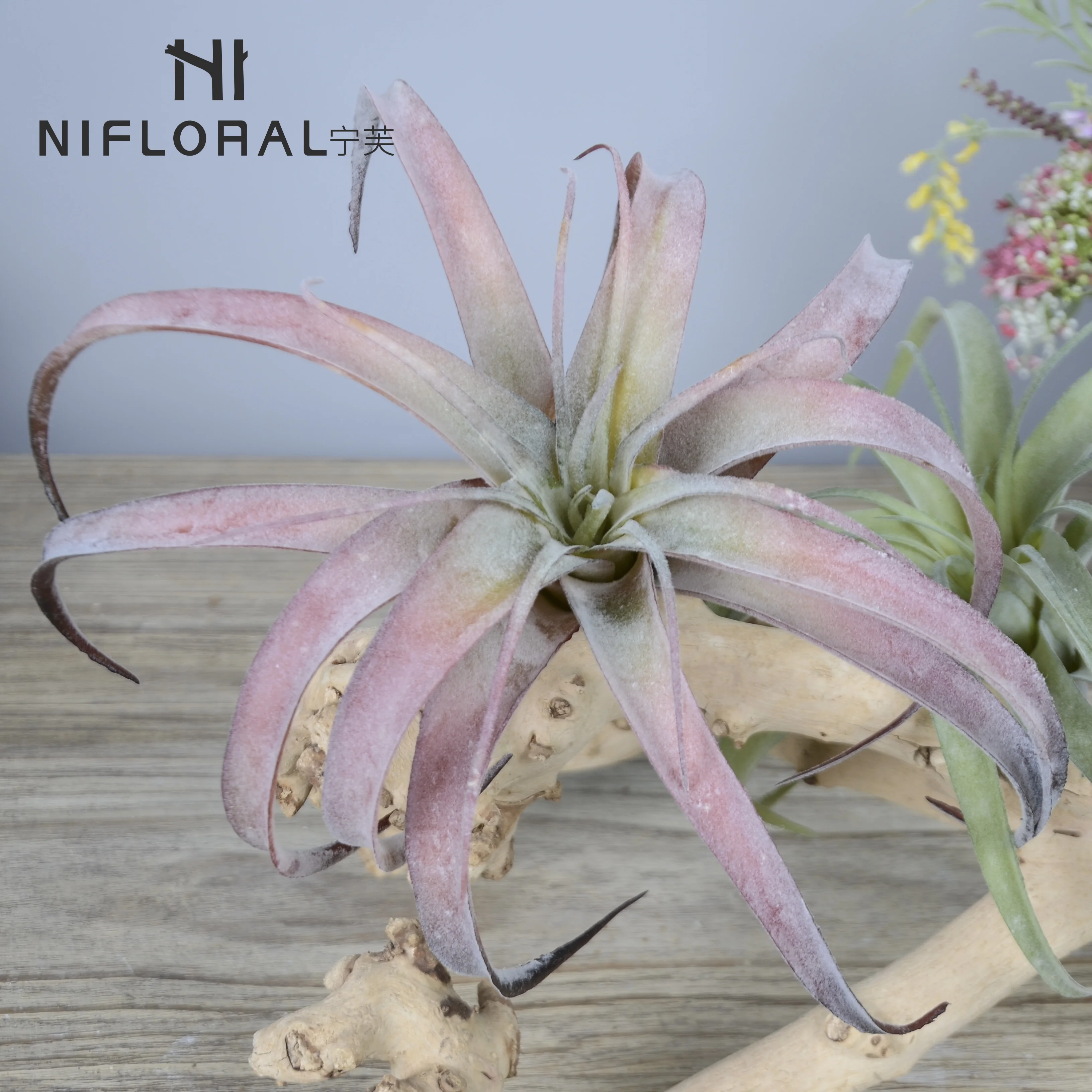 Top selling wholesale cheap price air plants succulent indoor garden greenery air plant