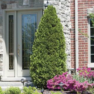 Spring Hill Nurseries Emerald Green Upright Arborvitae Potted Evergreen Shrub Hedge Kit 1 ft. to 2 ft. Tall (5-Pack) 94128