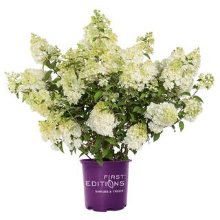FIRST EDITIONS 3 Gal. Strawberry Sundae Panicle Hydrangea Flowering Shrub with White to Pink Flowers FEHYD3HSS1PK