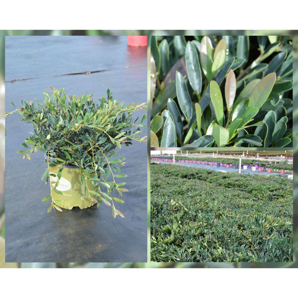 Vigoro 3 Gal. Emerald Cascade Distylium Evergreen Shrub with Plum New Foliage and Sun Loving and Tight Branching 12308