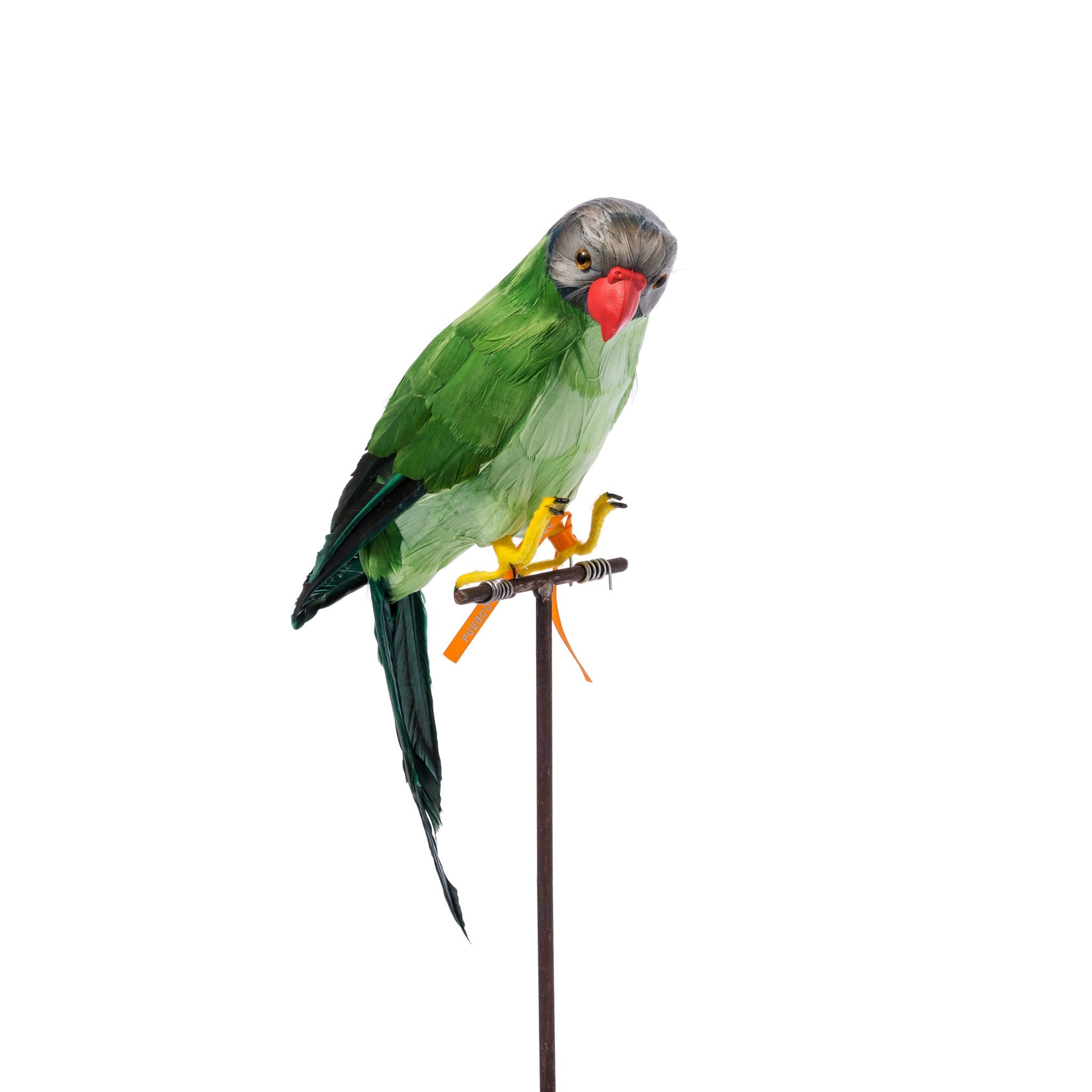 Green Parrot