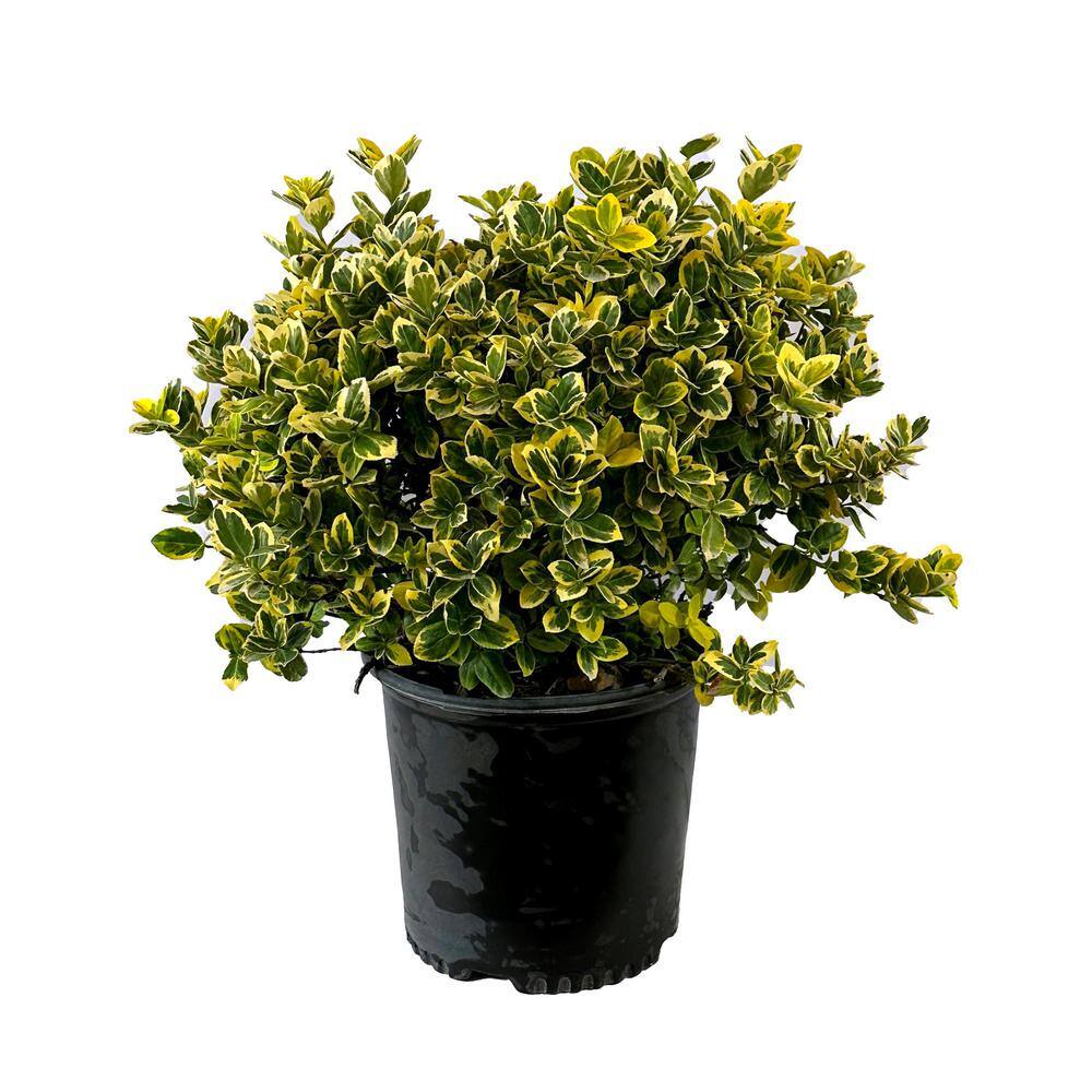2.25 Gal. - Emerald and Gold Euonymus Live Shrub with Green and Yellow Folliage 1000043813
