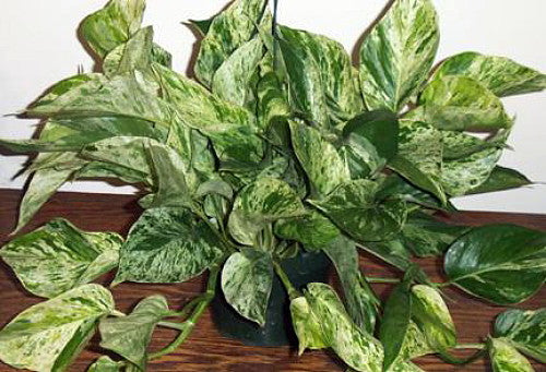 Marble Queen Devil's Ivy - Pothos - Epipremnum - 6