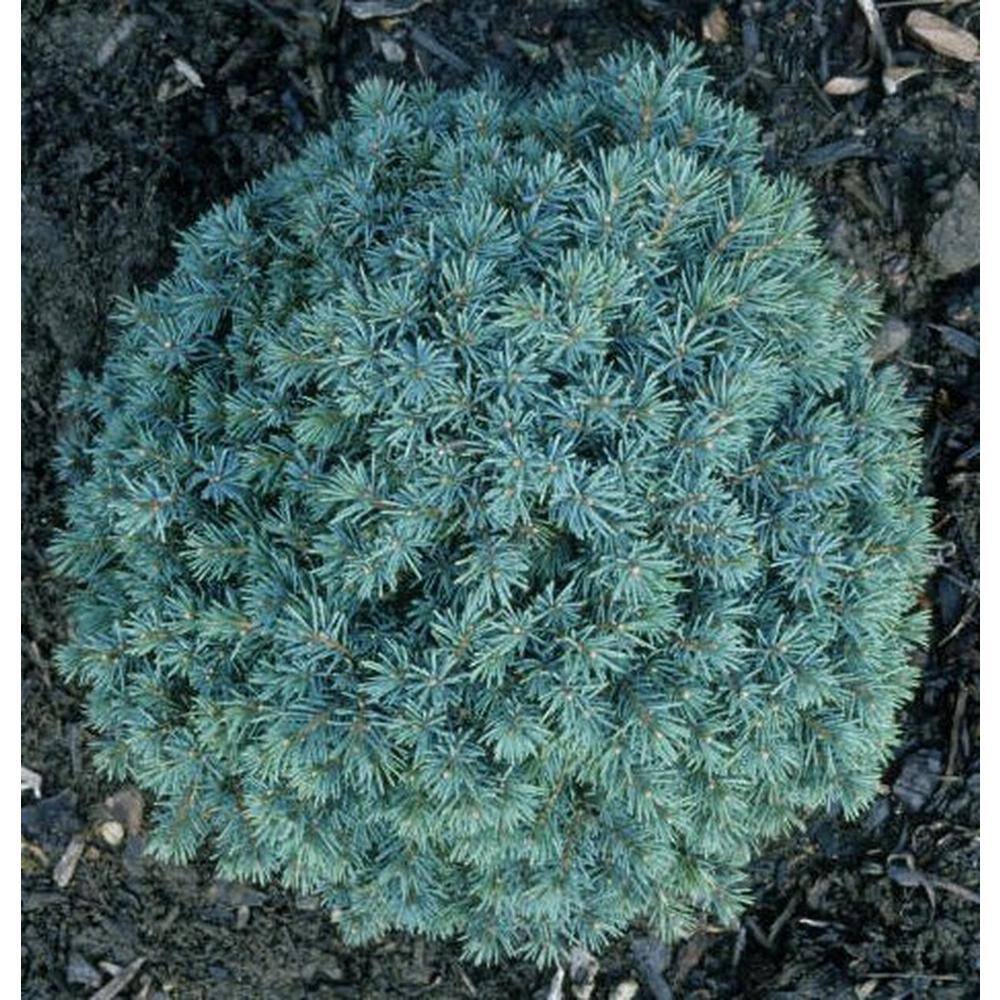 Online Orchards 1 Gal. Dwarf Black Spruce Shrub With Very Compact Specimen Form CFSP005