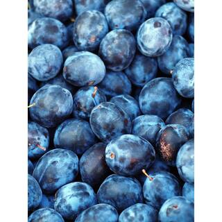 Online Orchards 3 ft. Italian Semi Dwarf Plum Tree with Excellent Fresh Eating Purple Fruit FTPL201