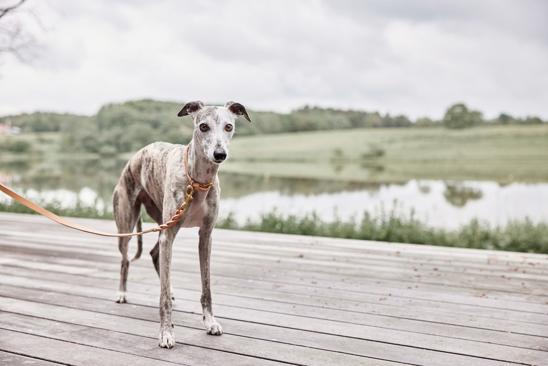 Robin Dog Leash - Natural