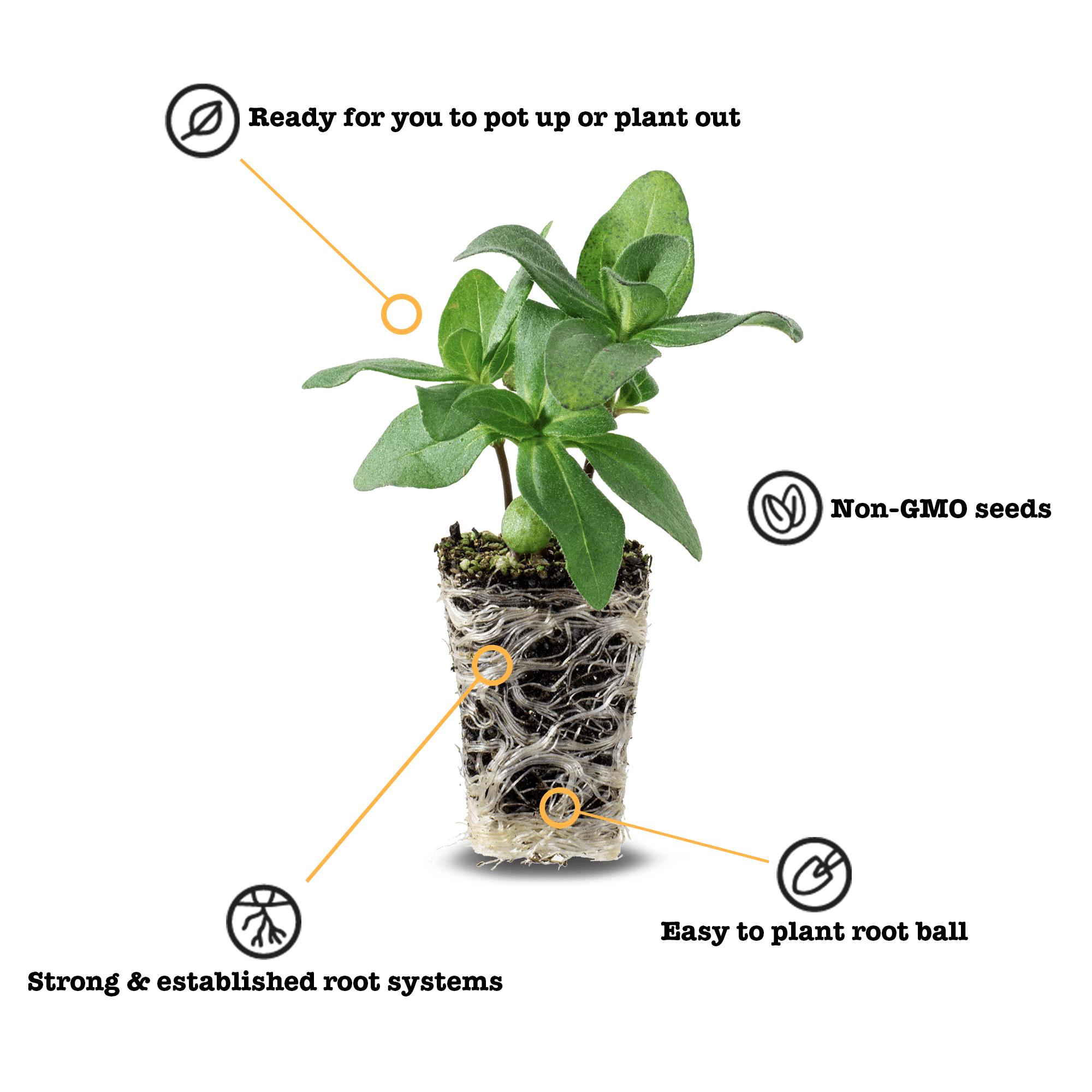 Ferry-Morse Plantlings Live Baby Plants 1-3in. Flower Garden Starter Kit， 12 pk-Container Friendly-Thunbergia Clear Yellow and Petunia Easy Wave Pink Cosmo