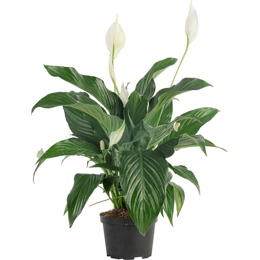 Costa Farms Spathiphyllum Peace Lily Indoor Plant in 6 in. Grower Pot Avg. Shipping Height 1-2 ft. Tall 6SPATH