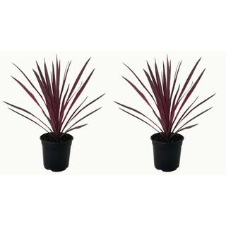 Perennial Grass Cordyline Paso Doble 2.5 qt. (2-Pack) 1218