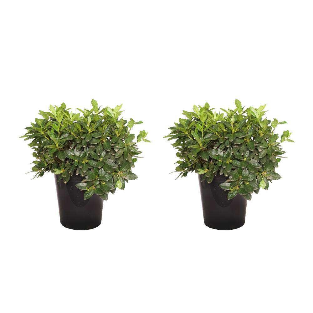 Alder  Oak 5 Gal. Redbird Azalea Perennial Plant (2-Pack) AZRE05