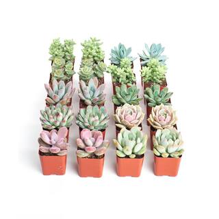 Shop Succulents 2 in. Premium Pastel Succulent (Collection of 20) P20