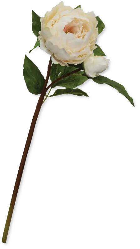 22 Inch White Peony Stem For Arrangement