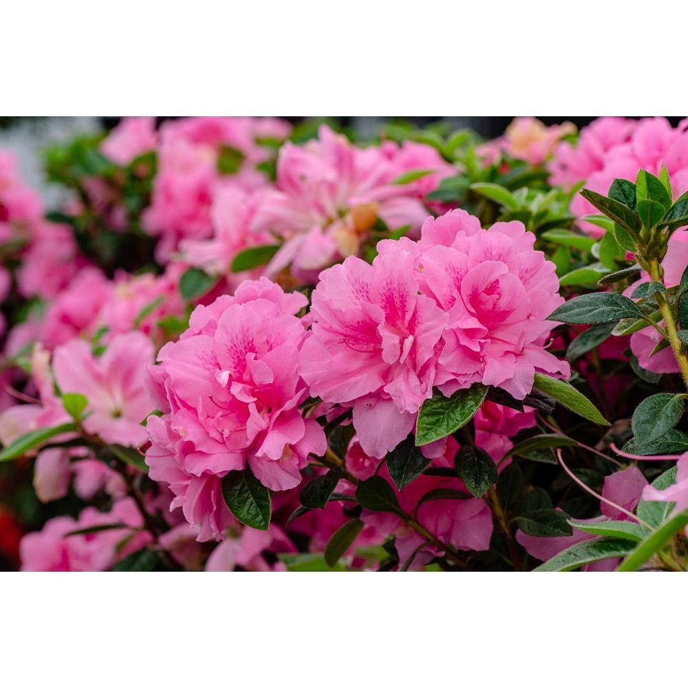 ENCORE AZALEA Azalea Encore Autumn Carnation 3 Gal. Azalea Shrub with Ruffled Pink Reblooming Flowers 10177