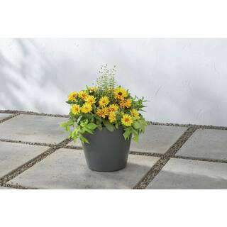 Vigoro 11.8 in. x 11.8 in. D x 9.4 in. H Davina Medium Nero Gray Resin Pot 57330