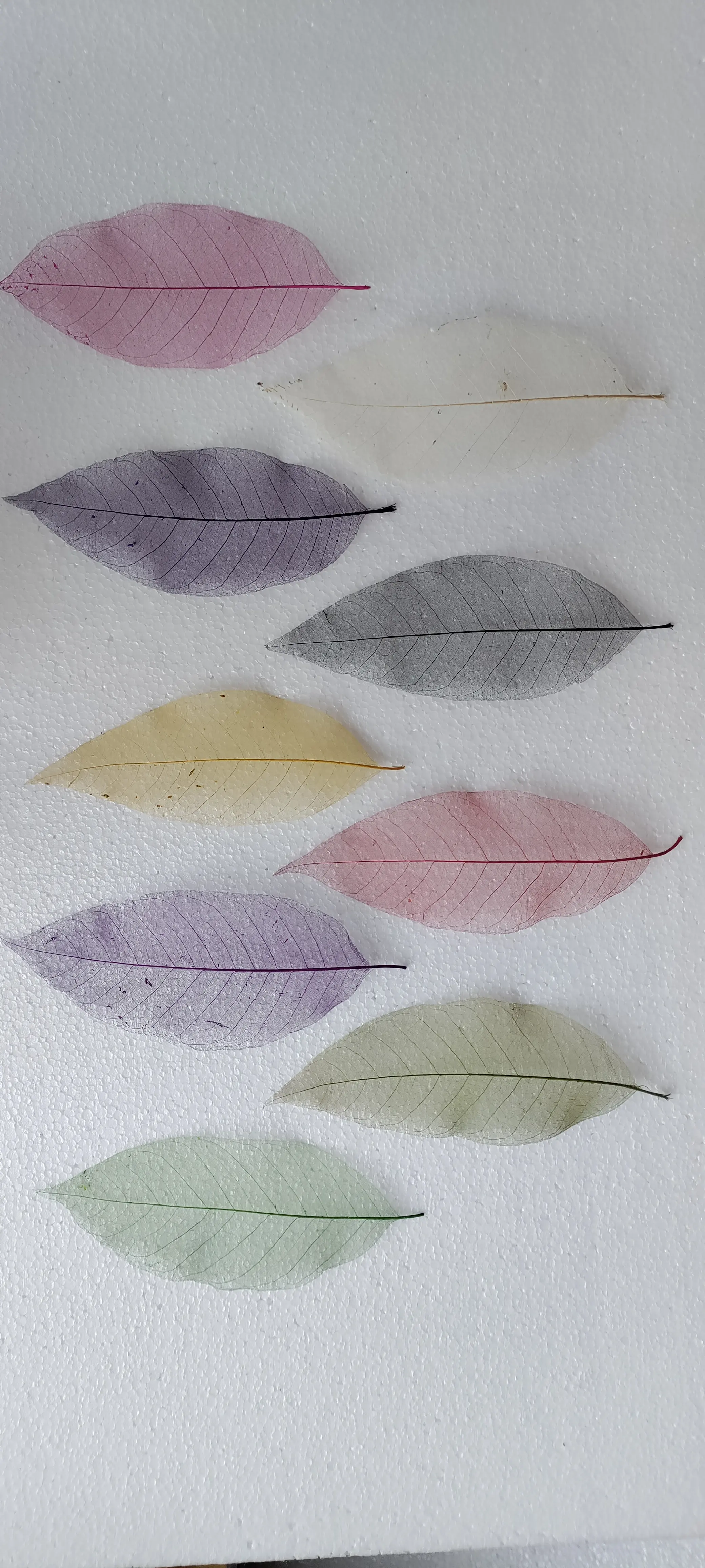 custom made natural skeleton leaves dyed in custom colors ideal for scrapbooking supply stores and suitable for resale