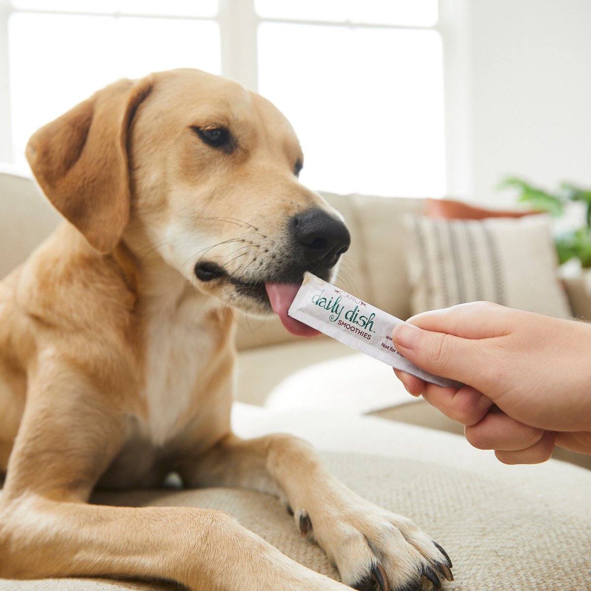 Caru Daily Dish Smoothies Peanut Butter Flavored Lickable Dog Treats