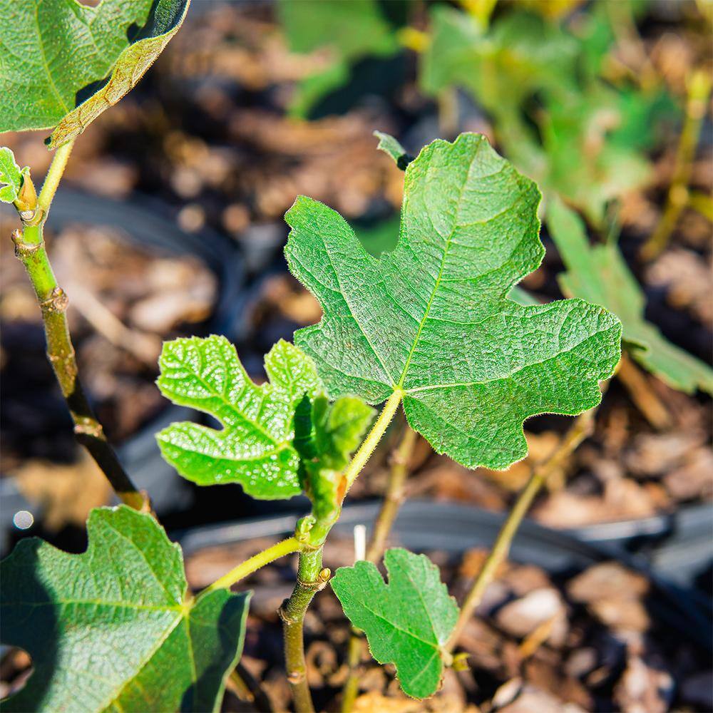 3 Gal. Chicago Hardy Fig Fruiting Tree (2-Pack) THD00124