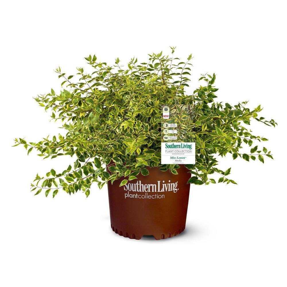 SOUTHERN LIVING 2 Gal. Miss Lemon Abelia Plant with Bright Variegated Yellow Foliage 14401