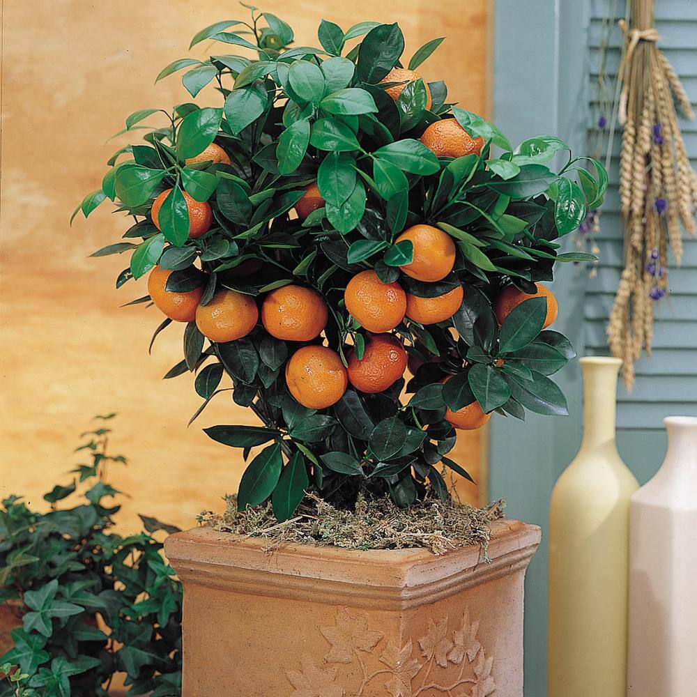 Gurney's 4 in. Pot Calamondin Orange Citrus Live Potted Tropical Plant White Flowers to Orange Fruit Tree (1-Pack) 76010