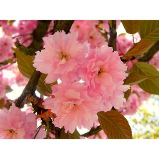 Online Orchards Kwanzan Cherry Blossom Tree Bare Root FLCH001