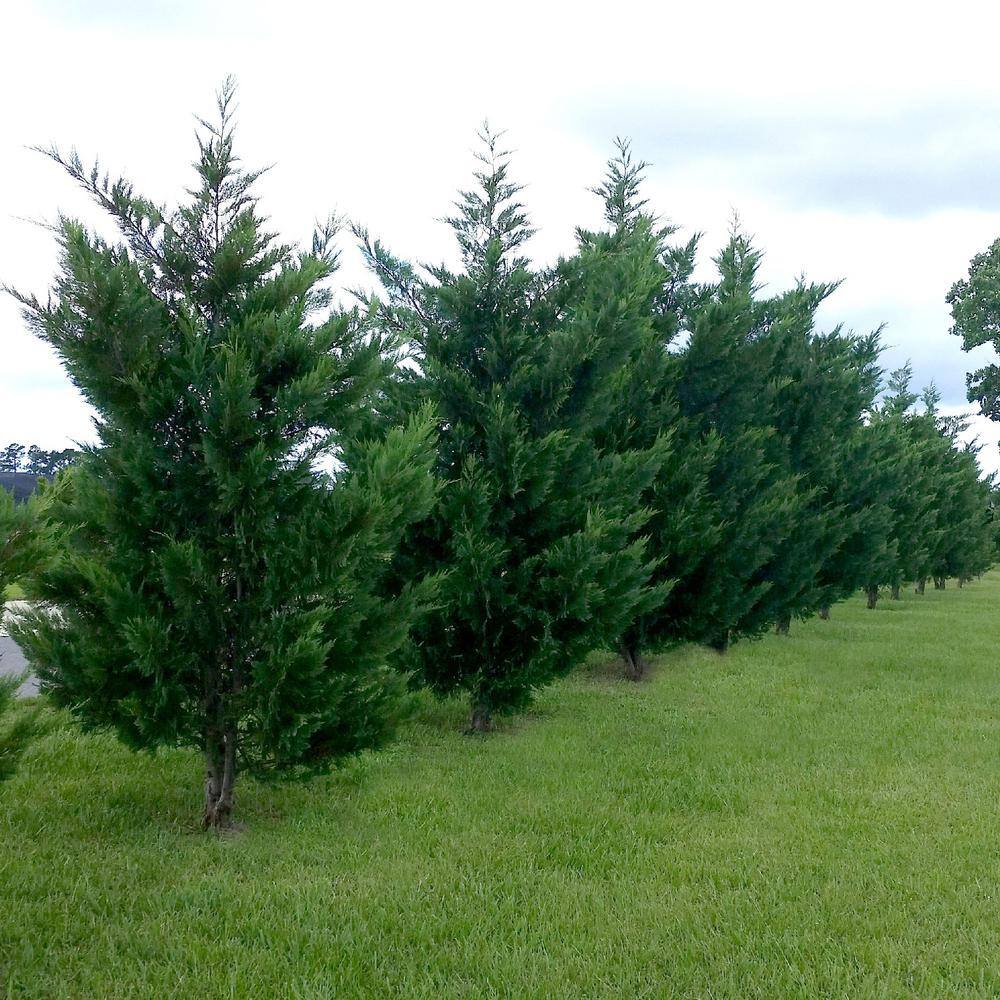 national PLANT NETWORK 2.5 qt. Cypress Leyland Shrub HD1100