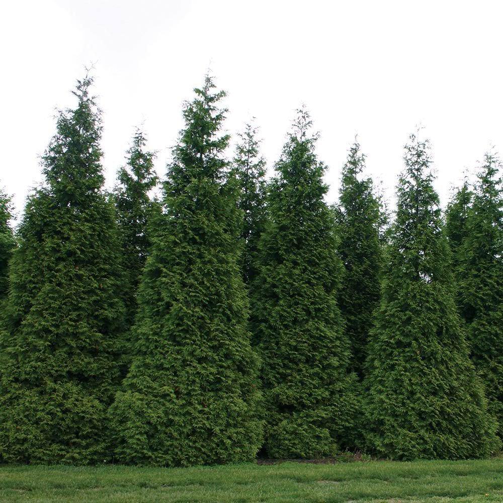 BELL NURSERY 7 Gal. Green Giant Arborvitae (Thuja) Live Evergreen Shrub (1-Pack) THUJA7GRG1PK