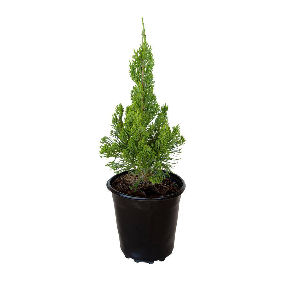 FLOWERWOOD 2.5 Qt. Hollywood Juniper (Torulosa) Live Shrub Plant with Twisting Evergreen Foliage 3415Q