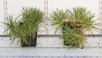 Classy Groundcovers - Border Pinks 'Bath's Pink' Cheddar Pinks {25 Pots - 3 1/2 inch Square}