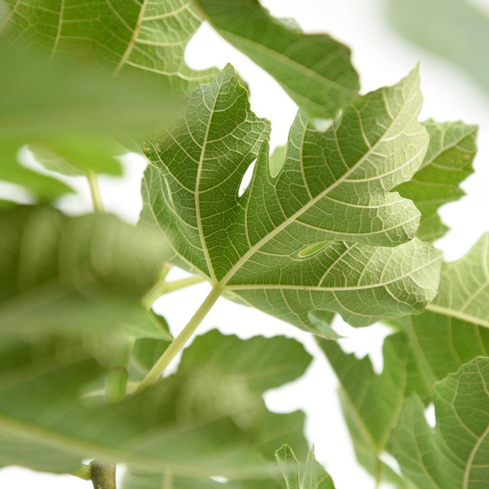 3 Gal. Chicago Hardy Fig Fruiting Tree (2-Pack) THD00124
