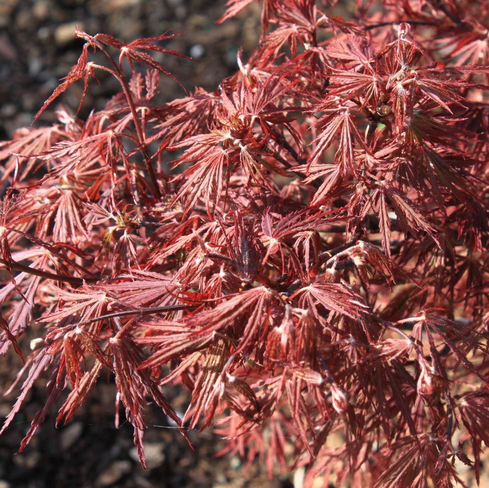 Scarlet Princess Japanese Maple