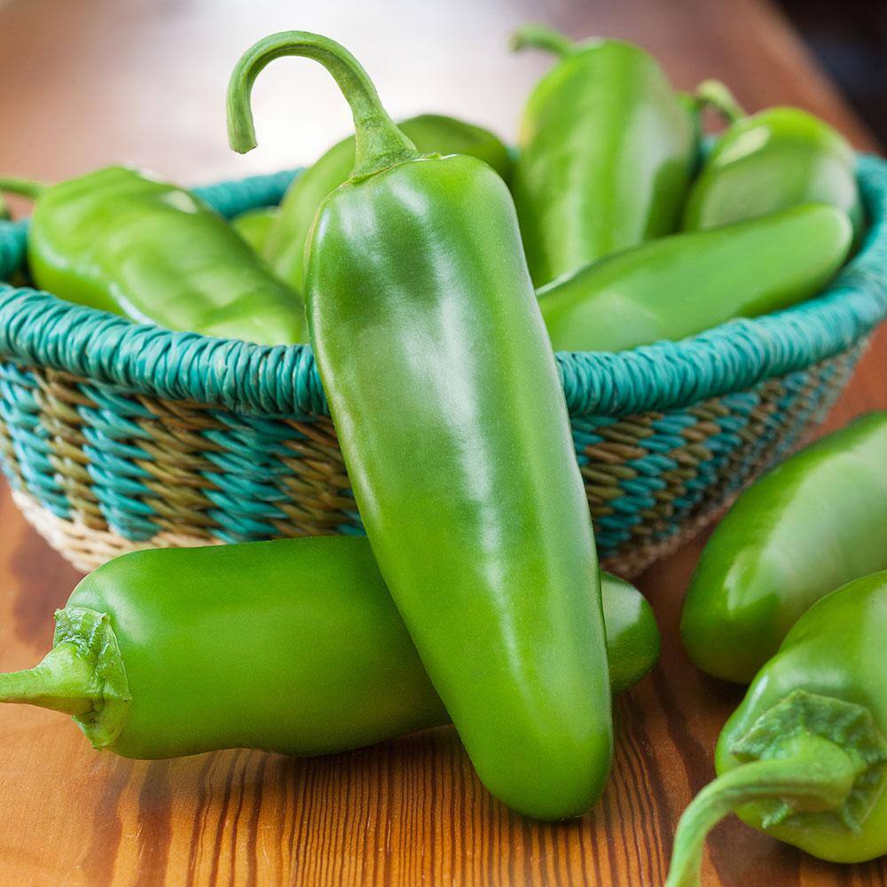 Bonnie Plants 19 oz. Coolapeno Heatless Jalapeno Pepper Plant 2504