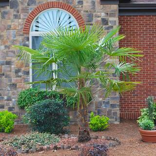 Brighter Blooms 3 Gal. Windmill Palm Tree in Pot PAL-WIN3