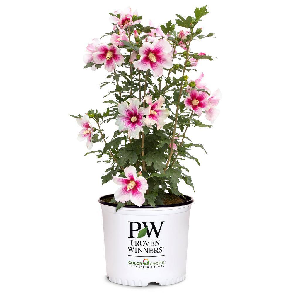 PROVEN WINNERS 2 Gal. Paraplu Pink Ink Rose of Sharon (Hibiscus) Shrub with White and Pink Flowers 16612