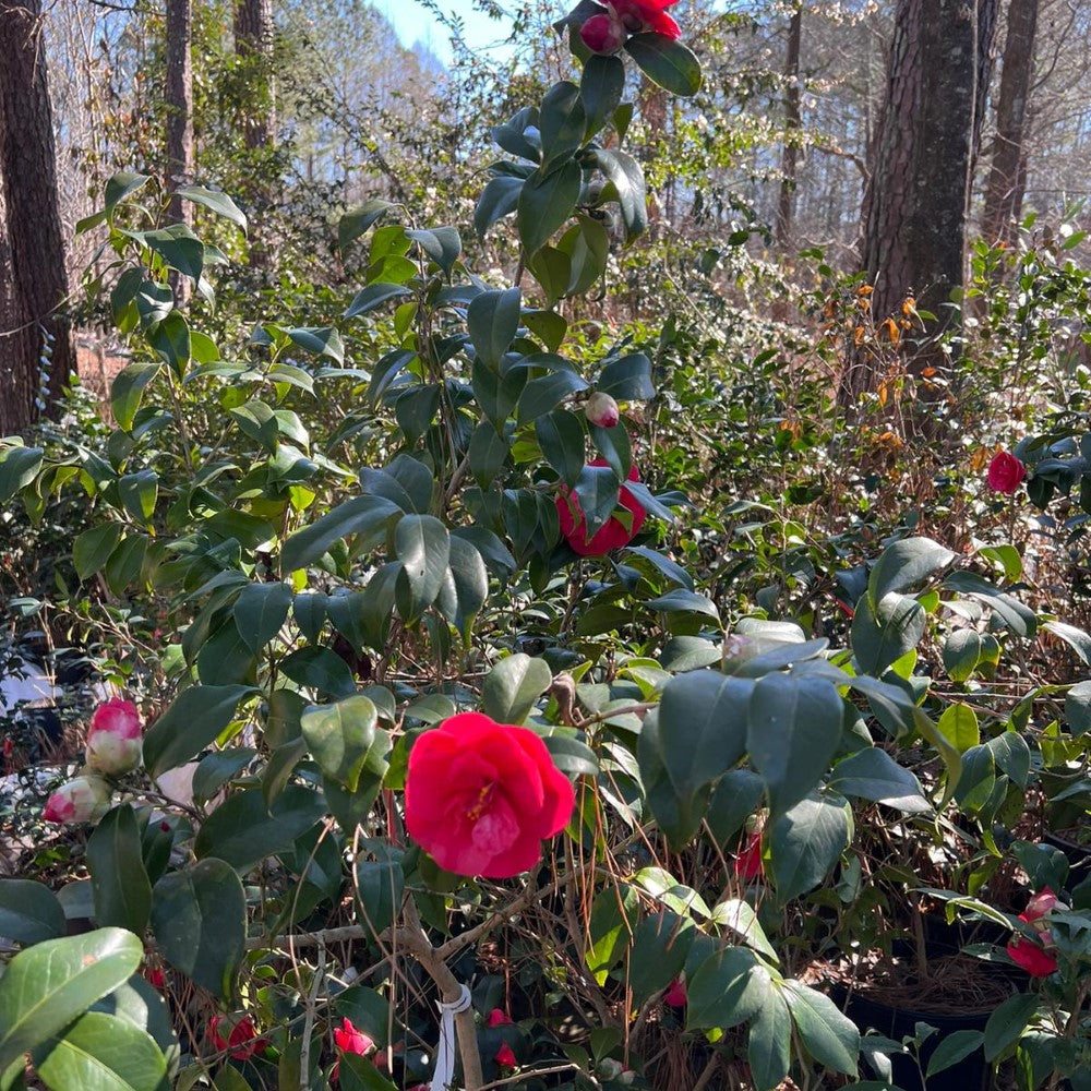 Camellia Christmas Beauty