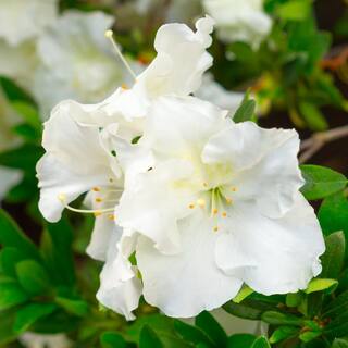 national PLANT NETWORK 2.5 qt. Azalea Gumpo White Flowering Shrub with White Blooms HD7028