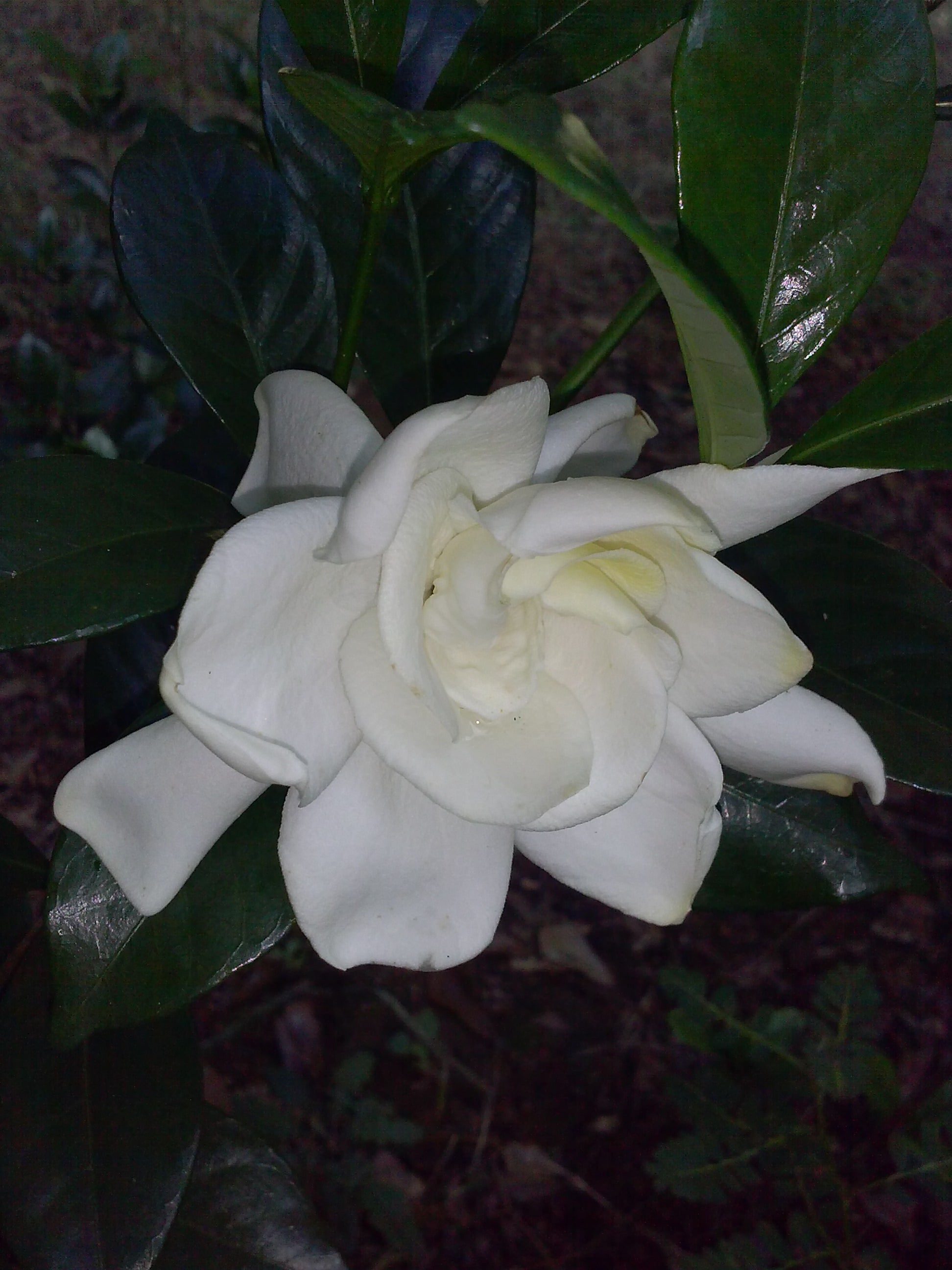 Chuck Hayes Gardenia-Cold Hardy Gardenia