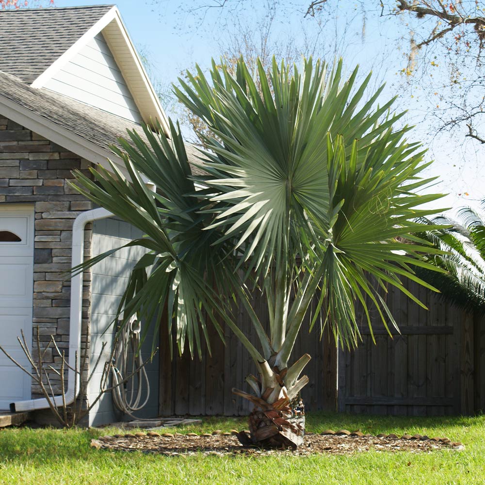 Bismarck Palm Tree